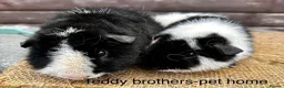 Guinea Pig rodents for sale: Guinea pigs - Advert 9