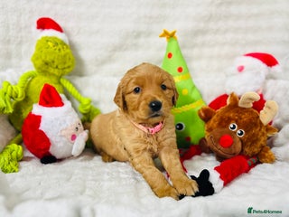 Golden Retriever dogs Extensively health tested clear golden retrievers - Advert 1