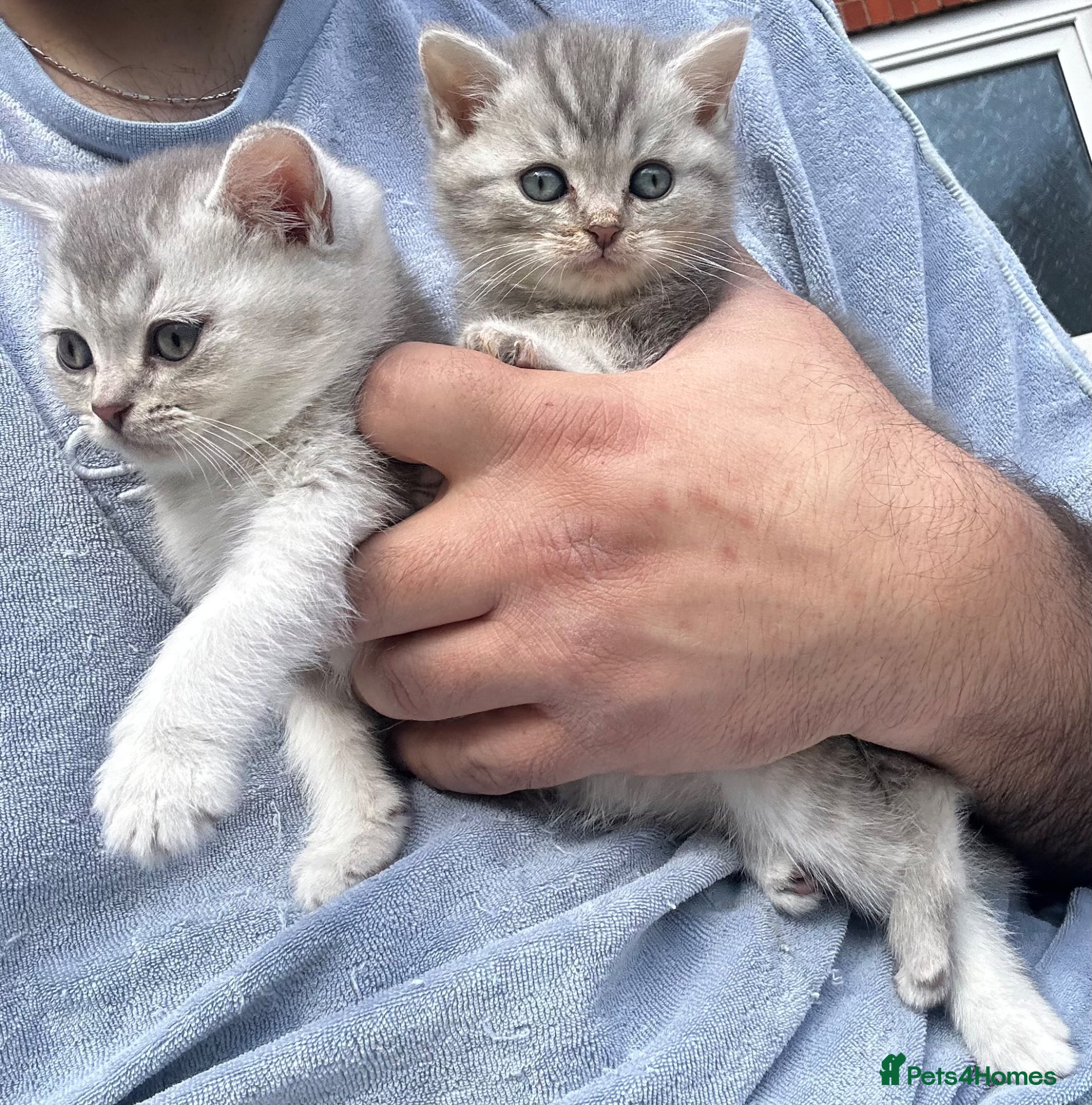 British Shorthair cats Pure Silver British Shorthair boy  - Advert 14