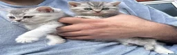 British Shorthair cats for sale: Pure Silver British Shorthair boy  - Advert 7