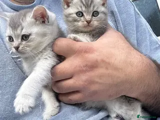 British Shorthair cats Pure Silver British Shorthair boy - Advert 3