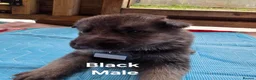 German Shepherd dogs for sale: Top blood line German Shpherd Puppies GSD KC REG in Stockport - Advert 27