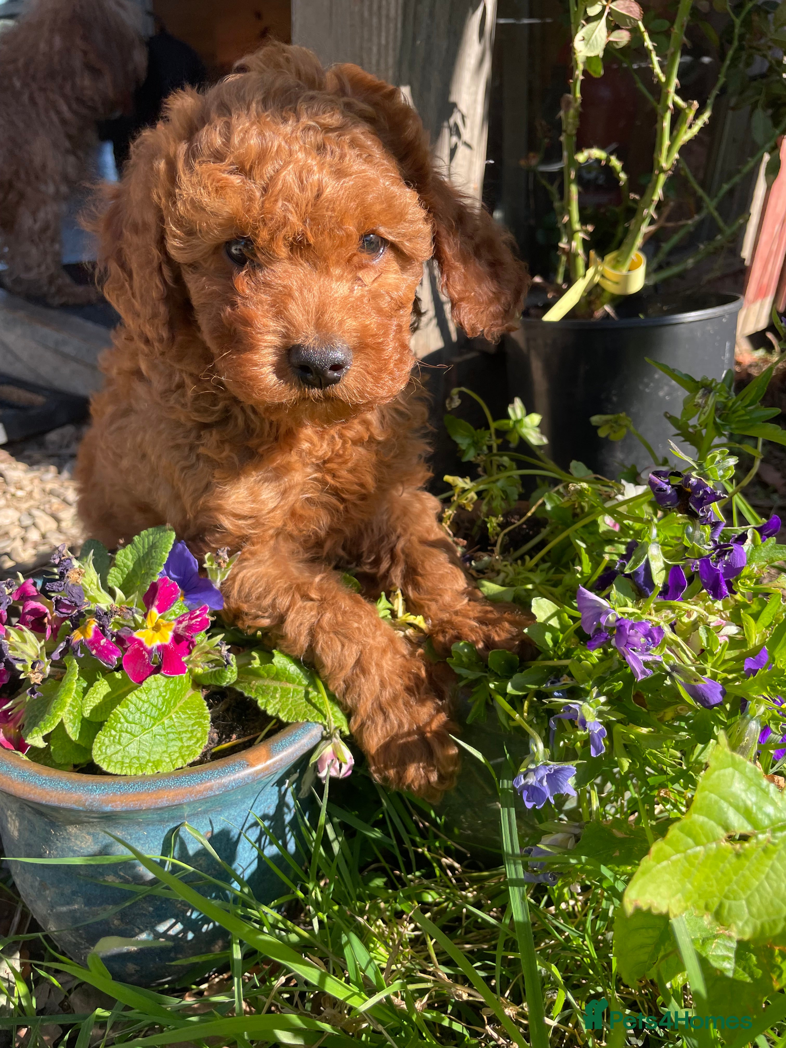 Cavapoo dogs Beautiful Cavapoo pups, fully vet checked - Advert 1