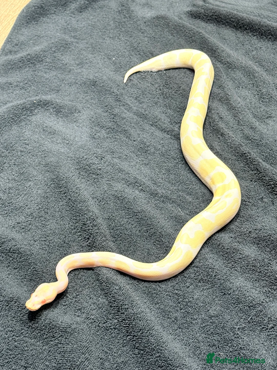 Python Snake reptiles for sale: Two stunning Ball Pythons  - Advert 6