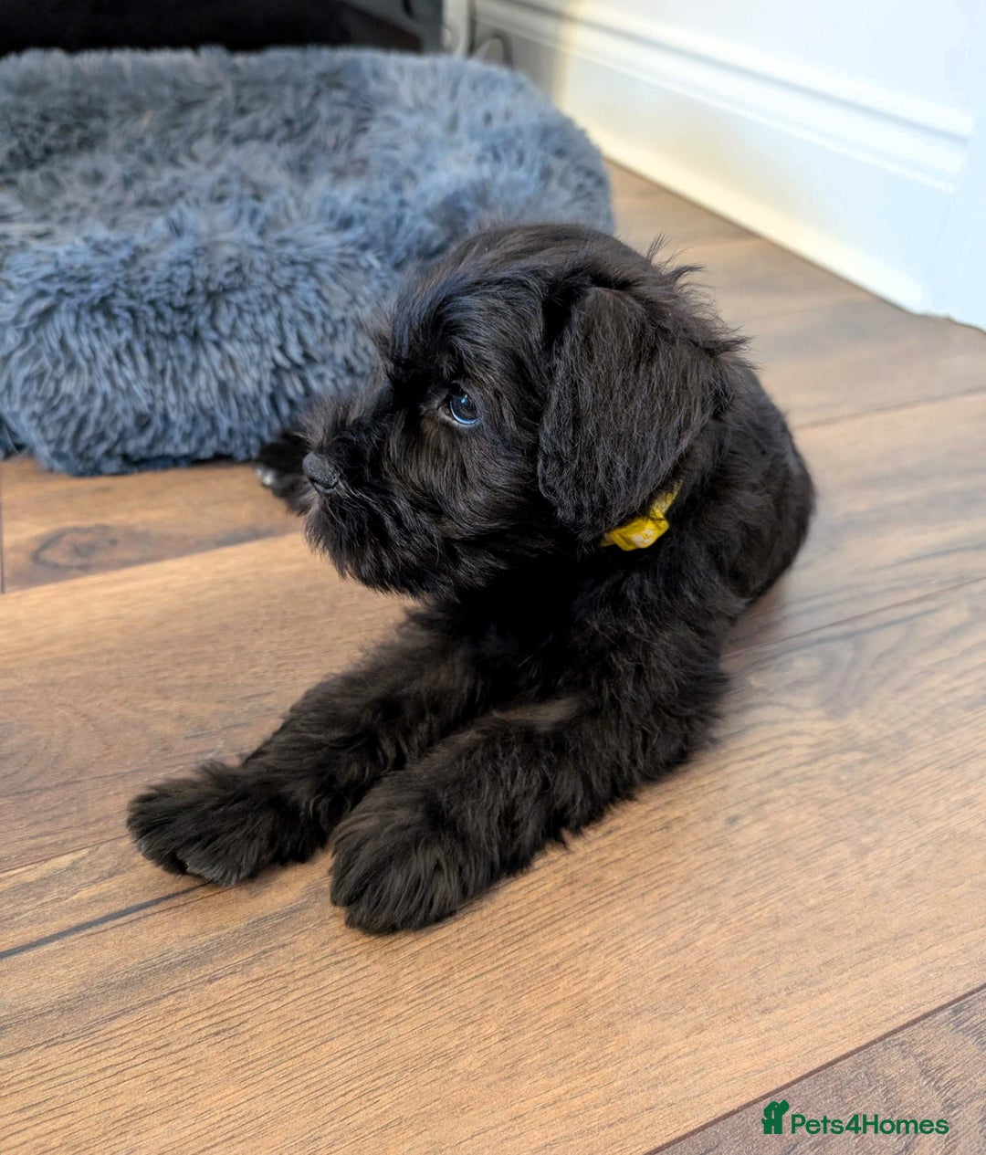 Miniature Schnauzer dogs for sale: Quality Mini Schnauzers - Image 6