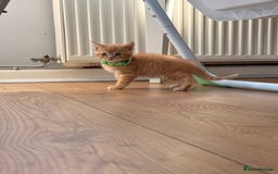Maine Coon cats for sale: 🐾 Maine Coon Kittens X needing forever home 🐾 - Image 8