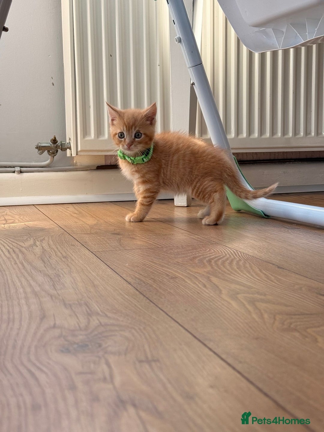 Maine Coon cats for sale: 🐾 Maine Coon Kittens X needing forever home 🐾 - Image 8