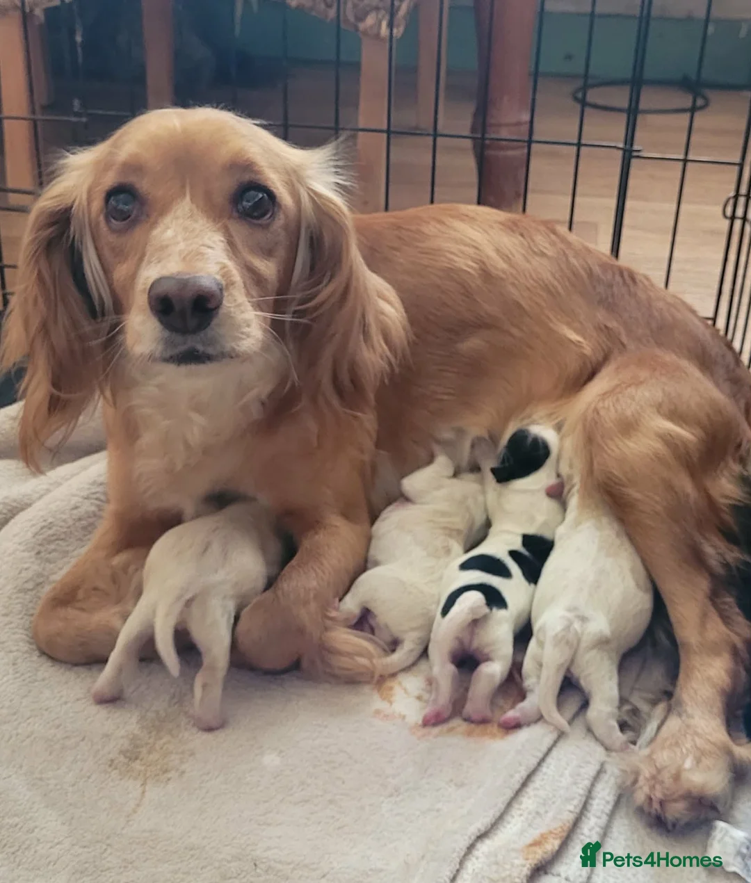 Cockapoo dogs for sale: Amazing Cockerpoos  in Kilmarnock - Advert 4