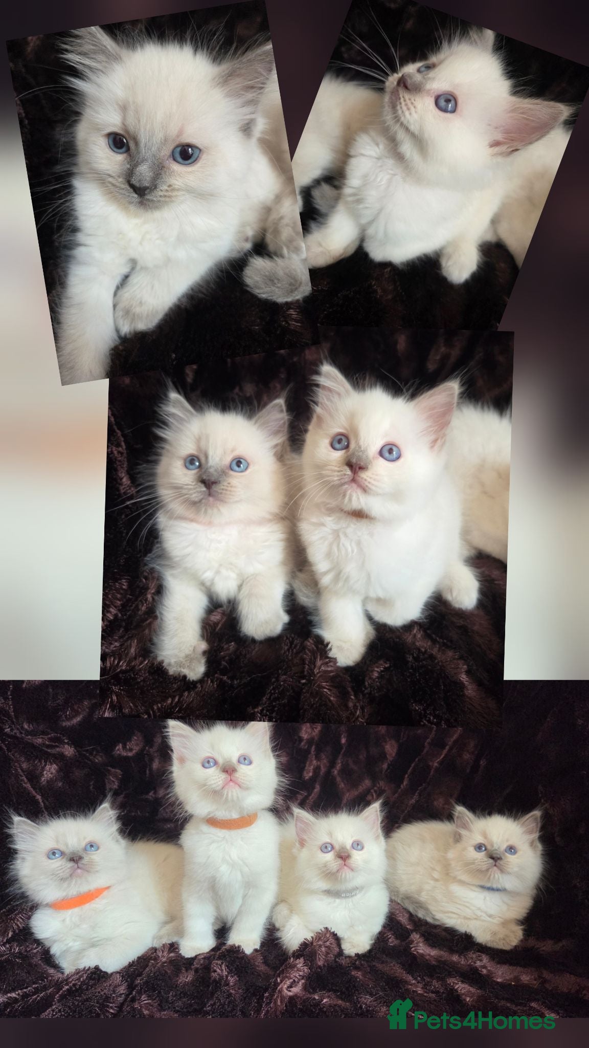 Ragdoll cats 🏆GCCF REG. EXTENSIVELY TESTED RAGDOLL KITTENS 🌟 - Advert 1