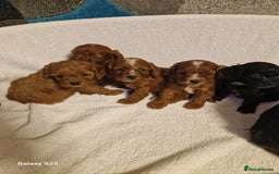 Cavapoo dogs for sale: Fox Red Cavapoo F1 Puppies  - Image 1