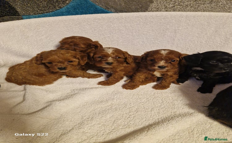 Cavapoo dogs - Advert 3
