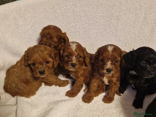 Cavapoo dogs - Advert 11
