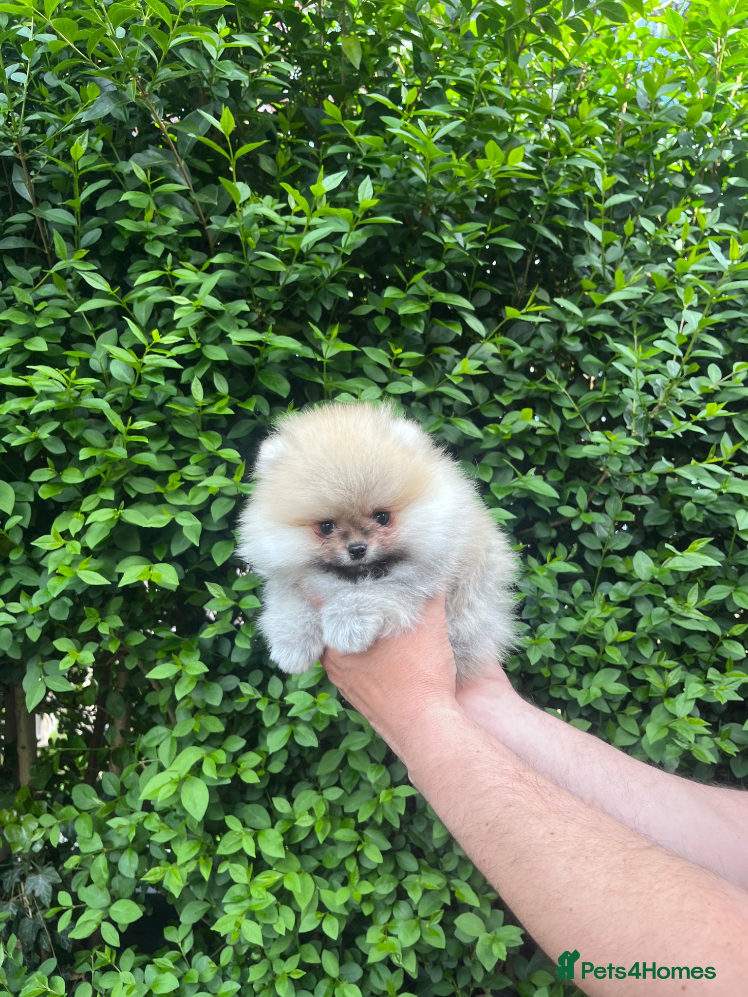 Pomeranian dogs 💙Teddy🐻Very Tiny🩷Super Quality  - Advert 2