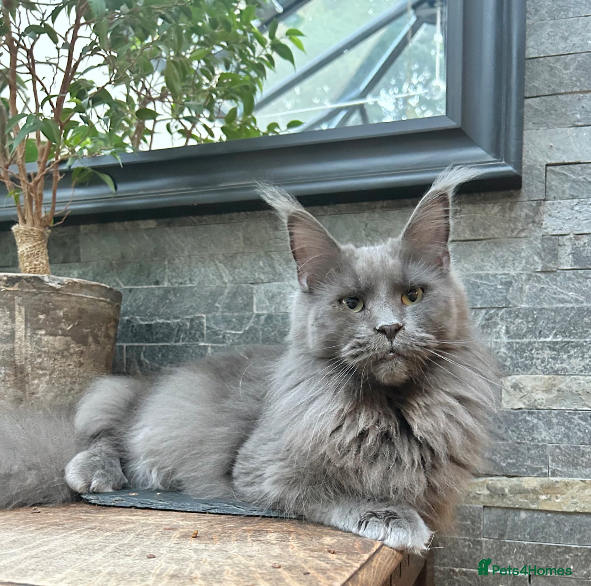 Maine Coon cats Exceptional blue-smoke Maine Coon Kittens 🔥  - Advert 1