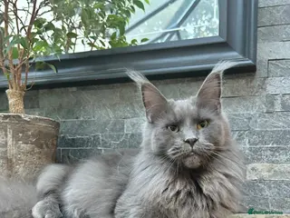 Maine Coon cats Exceptional blue-smoke Maine Coon Kittens 🔥 - Advert 1