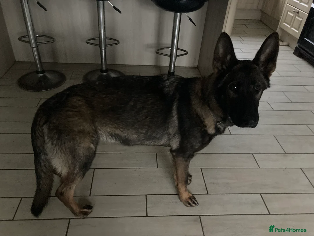 German Shepherd dogs for sale: Maggie - Advert 3