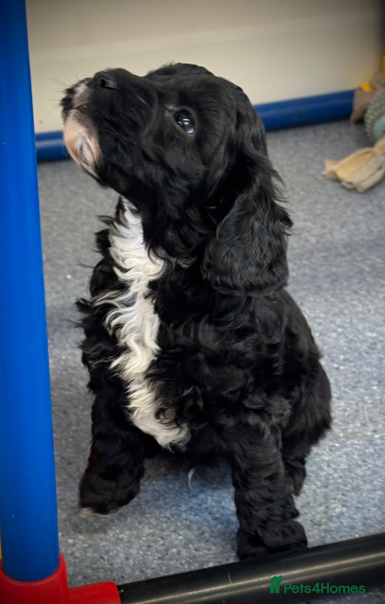 Cockapoo dogs F1b cockerpoos available to reserve  - Advert 9