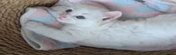 Mixed Breed cats for sale:  Fluffy White Kittens – Ready for Loving Homes - Advert 5