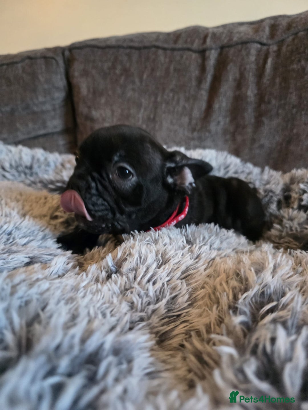 French Bulldog dogs for sale: 5 Beautiful French bulldogs - Image 21