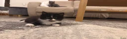 Mixed Breed cats for sale: 3 gorgeous kittens available to leave now! - Advert 17