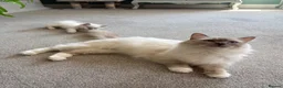 Ragdoll cats for sale: Rare Lilac Grand Champion Excellent Pedigree  - Advert 15