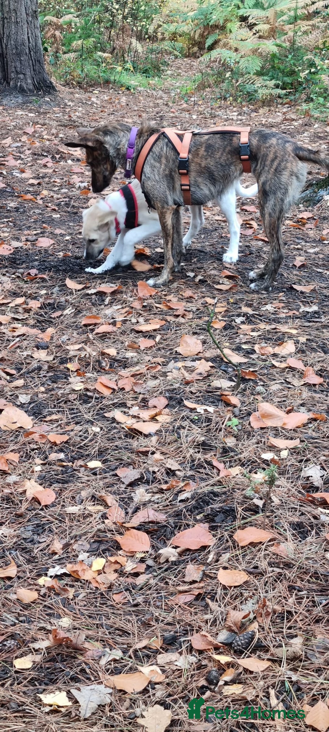 Mixed Breed dogs for adoption: Dill the dog - Advert 2