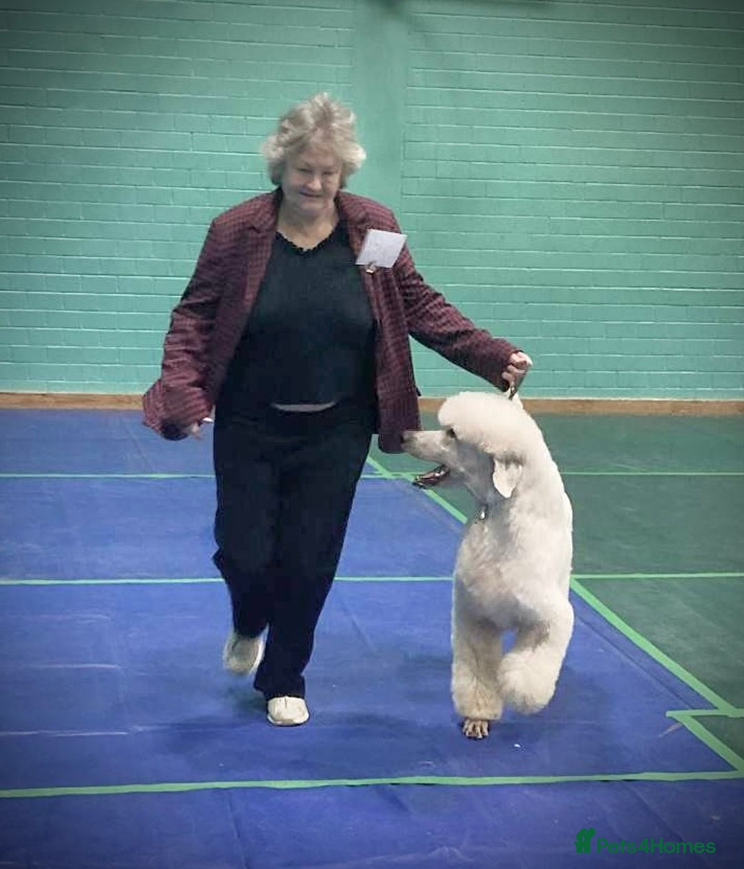 Standard Poodle dogs for stud: White Standard boy at limited stud - Advert 2