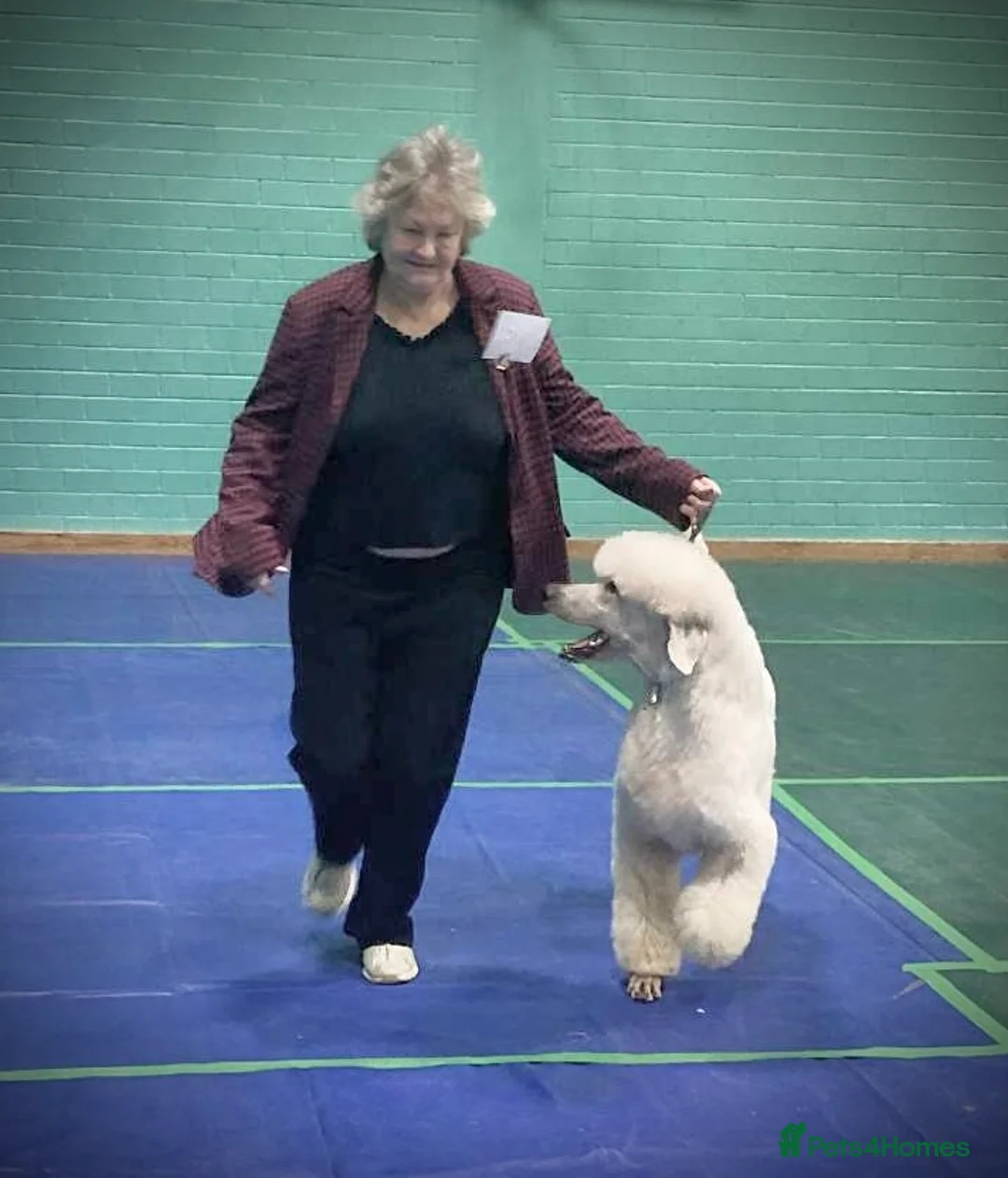 Standard Poodle dogs for stud: KC White Standard boy at limited stud - Advert 3