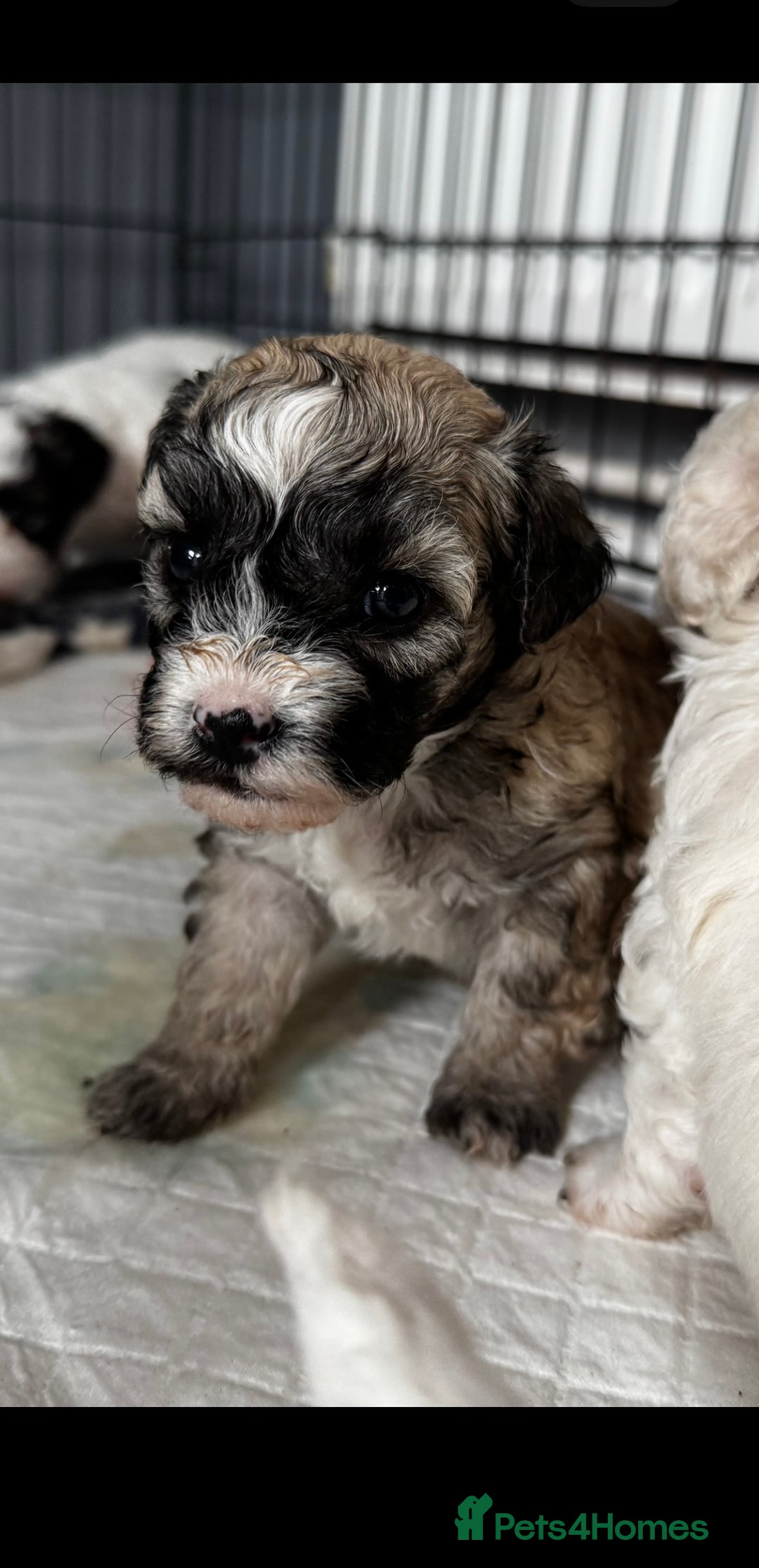 Shichon dogs for sale: 5 beautiful Shichon girls  - Image 35