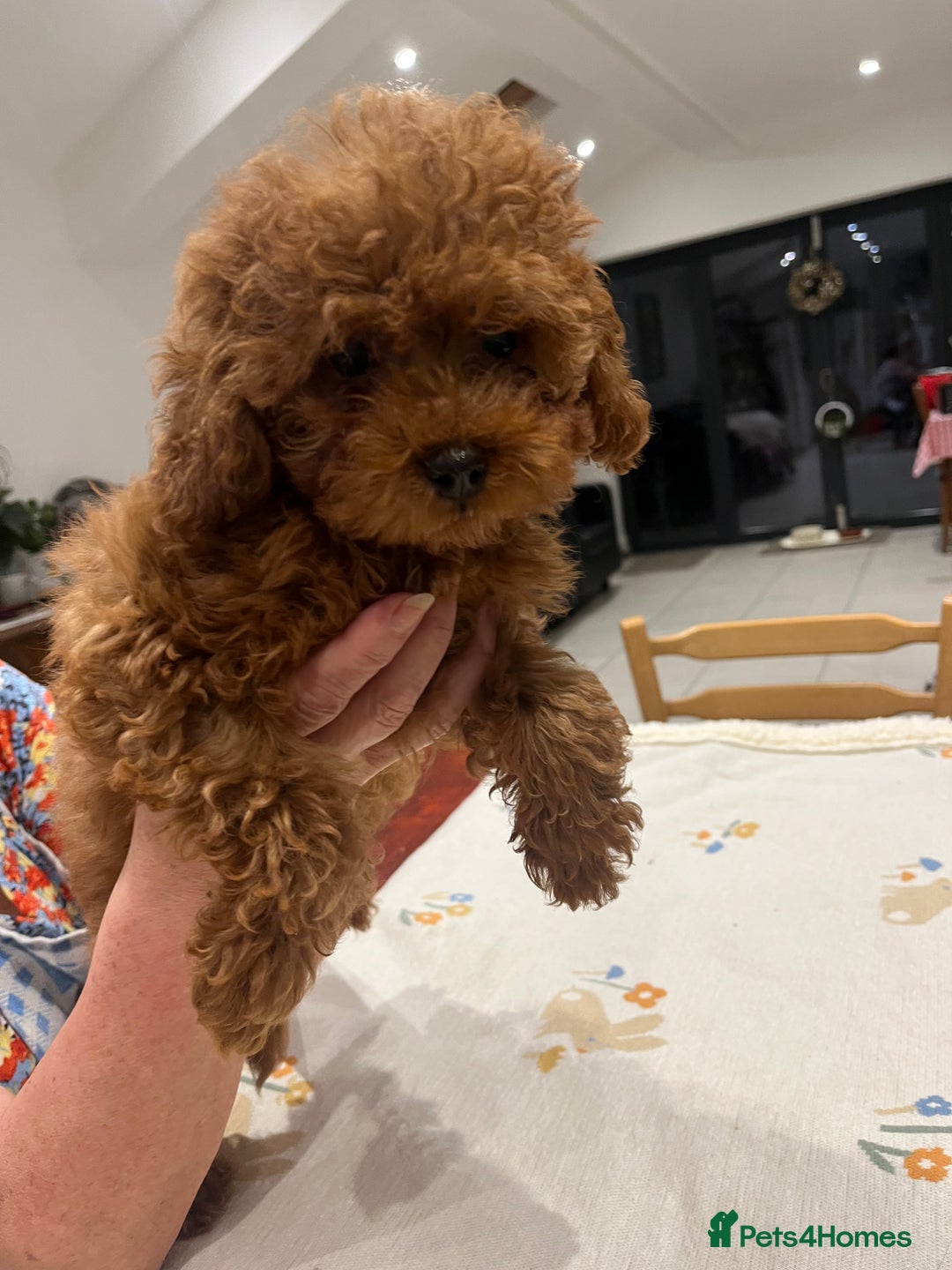 Toy Poodle dogs for sale: 🧸Beautiful red toy/asian poodle puppies 🧸  - Advert 7