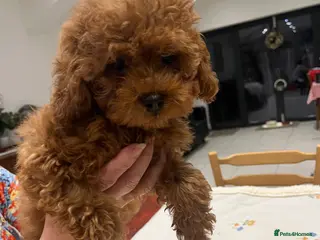 Toy Poodle dogs 🧸Beautiful red toy/asian poodle puppies 🧸 - Advert 17