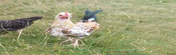 Chickens poultry for sale: Free cockeral - Advert 2