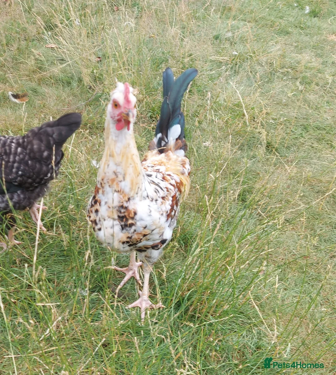 Chickens poultry for sale: Free cockeral - Advert 2