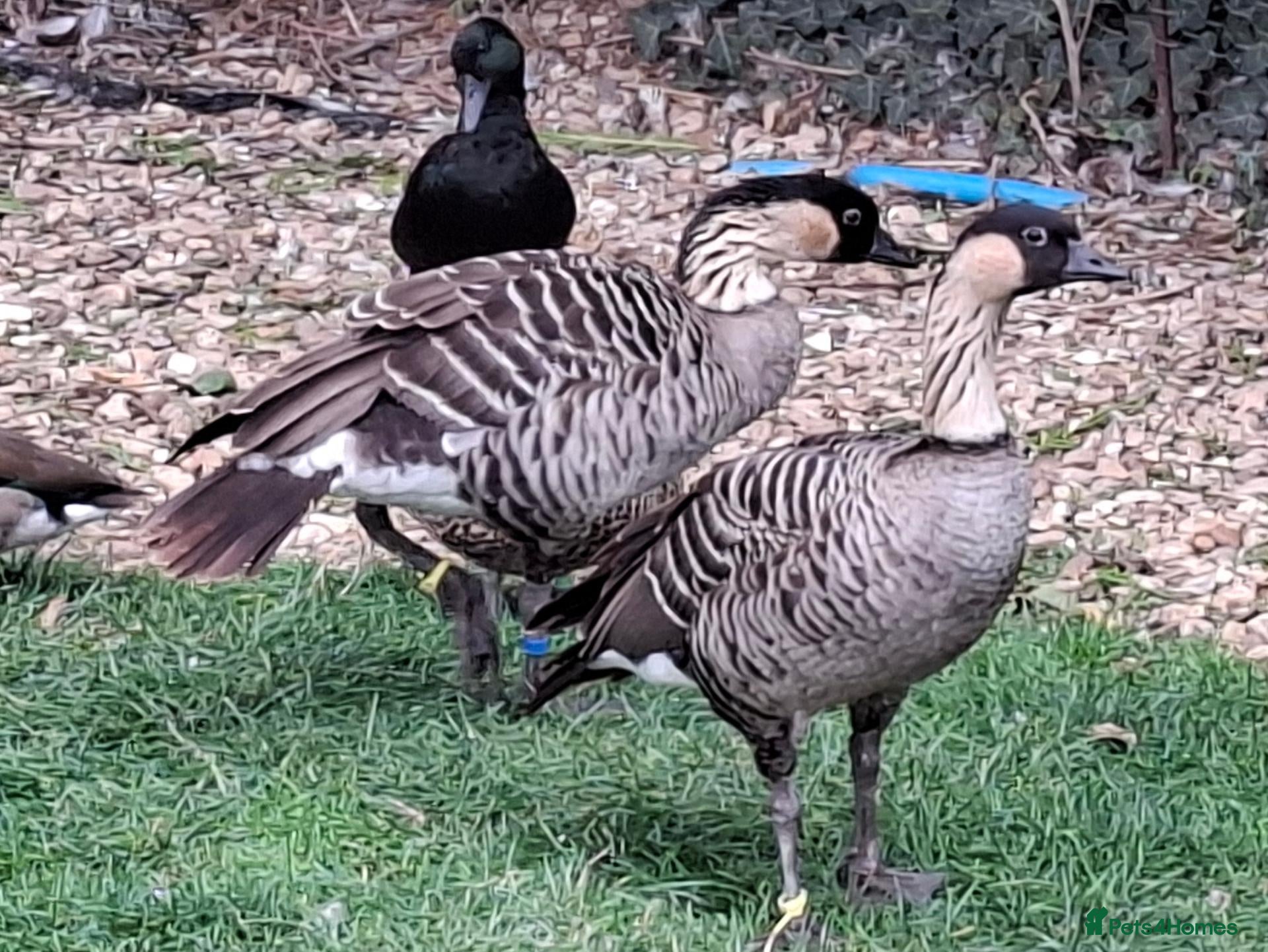 Geese poultry Ne-ne geese - Advert 3