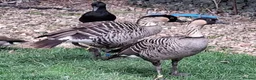 Geese poultry for sale: Ne-ne geese - Advert 1