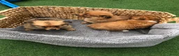 Pomchi dogs for sale: Pomchi puppies  - Advert 16