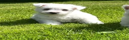 West Highland Terrier dogs for sale: Adorable West Highland terrier puppies - Advert 12