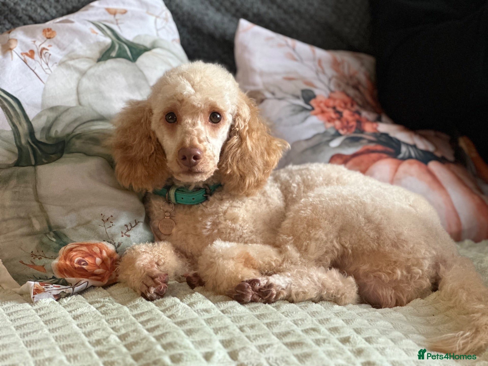 Toy Poodle dogs Toy Poodle Theo is available at stud  - Advert 22