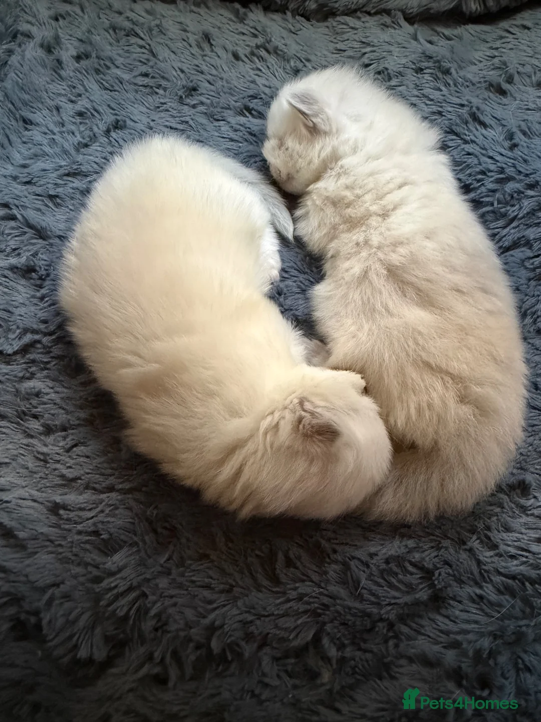 Siberian cats for sale: Pedigree Siberian Neva Masquerade Kittens for Sale - Advert 5