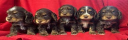 Cocker Spaniel dogs for sale: Kc show type puppies  - Advert 1