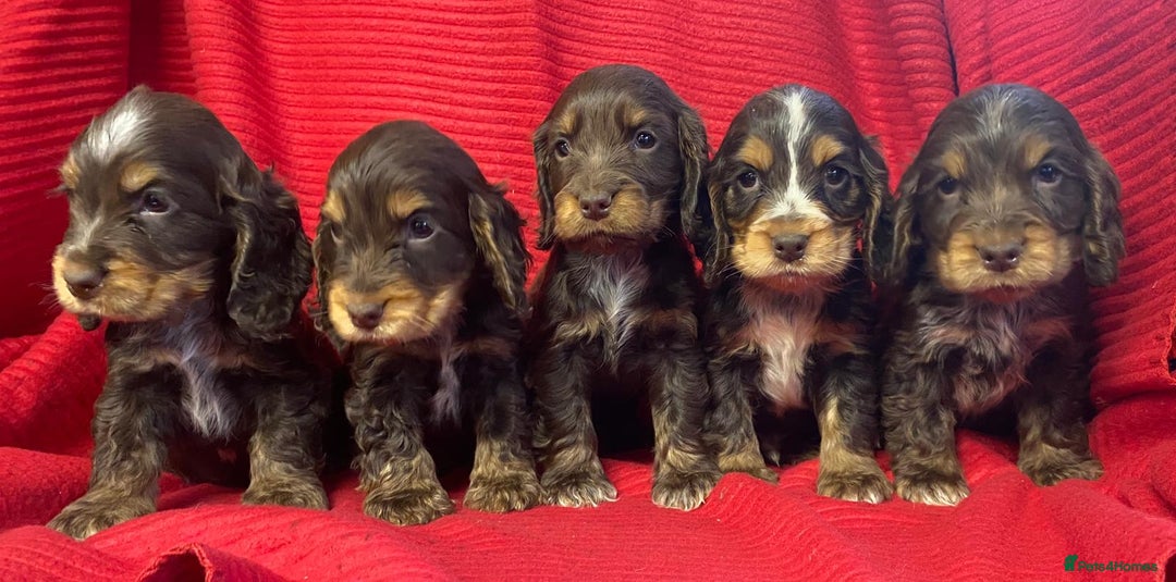 Cocker Spaniel dogs for sale: Kc show type puppies  - Advert 1