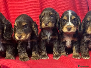 Cocker Spaniel dogs Kc show type puppies - Advert 11