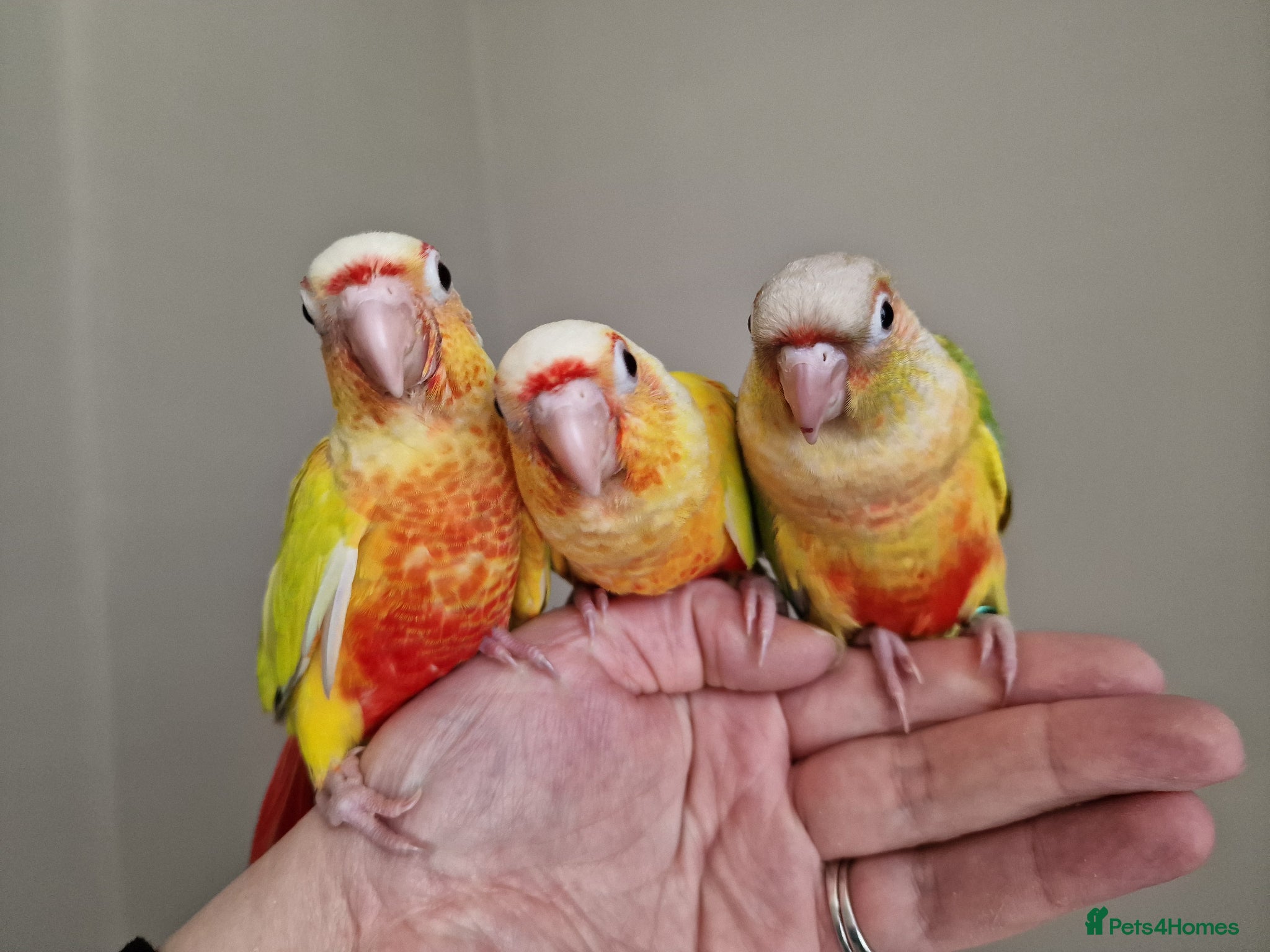 Conures birds Adorable fully hand reared baby conures!!  - Advert 8