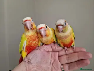 Conures birds Adorable fully hand reared baby conures!! - Advert 8