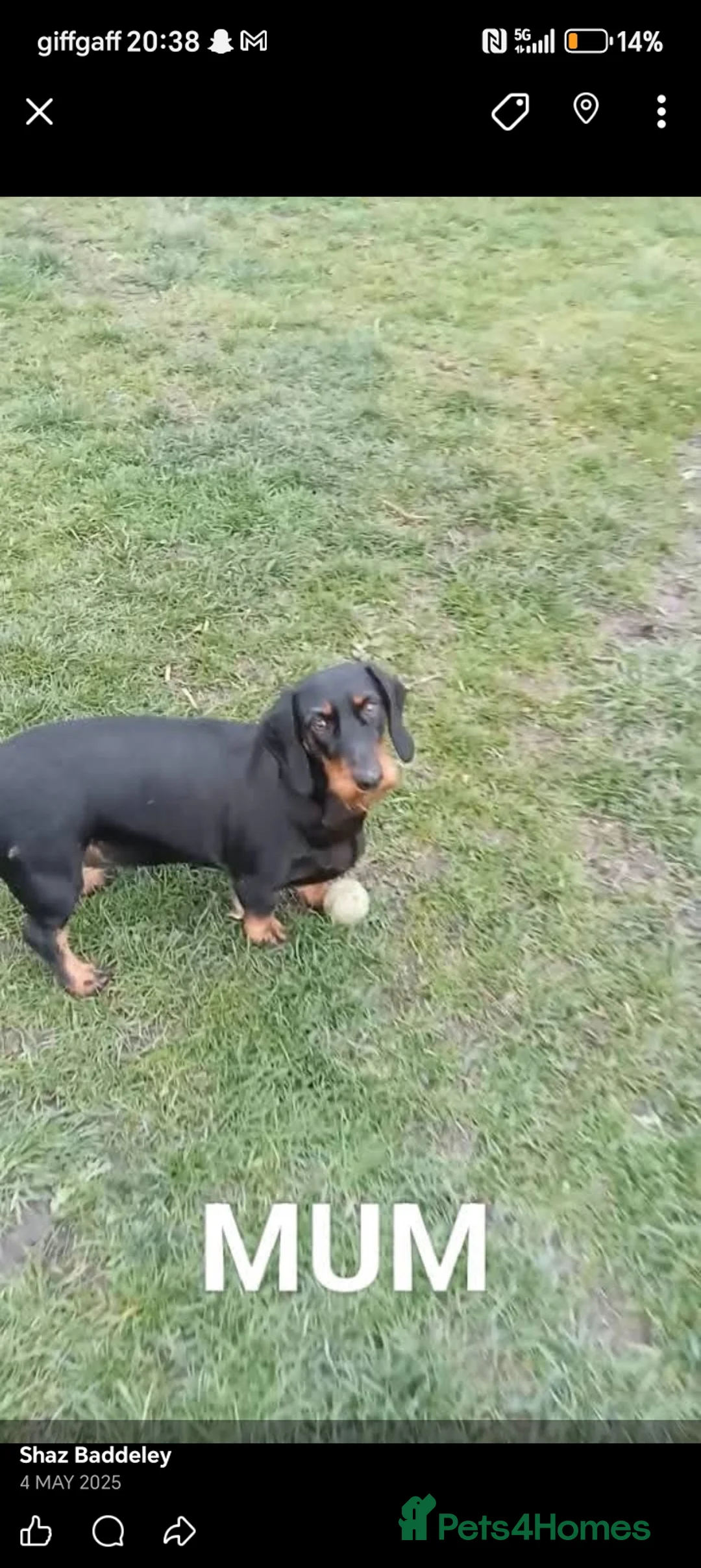 Dachshund dogs for sale: Dachshund Miniature  - Advert 11