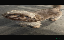 Shih Tzu dogs for sale: Imperial shih tzu puppies  - Image 3