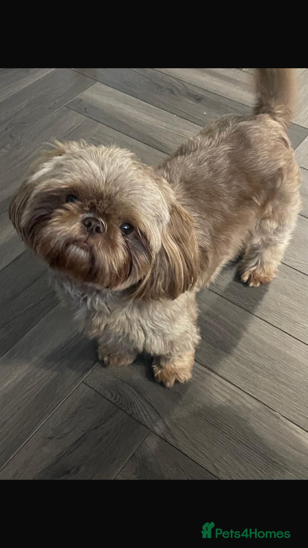 Shih Tzu dogs for sale: Imperial shih tzu puppies  - Image 3