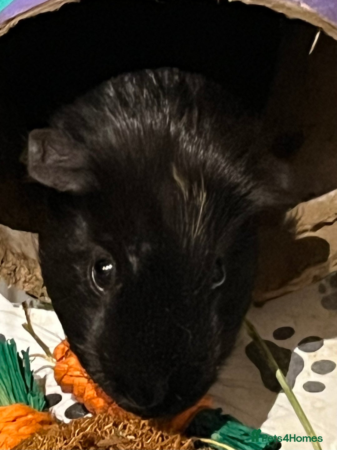 Mixed Breed rabbits for sale: Lovely male Guinea pig - Advert 1