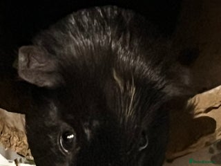 Mixed Breed rabbits Lovely male Guinea pig - Advert 1