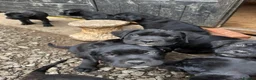 Cane Corso dogs for sale: Cane corso puppies  - Advert 2